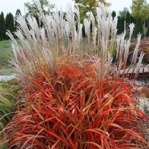 Мискантус Miscanthus Africa